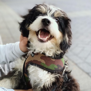 black and white mini bernedoodle wearing a harness
